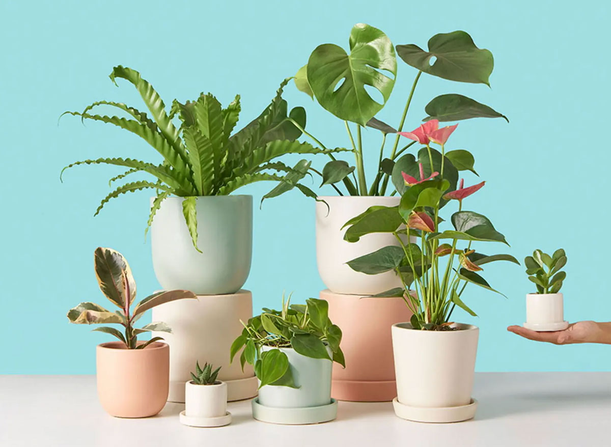 Group of house plants