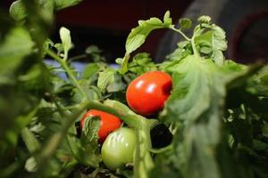 Grow your own vegetables